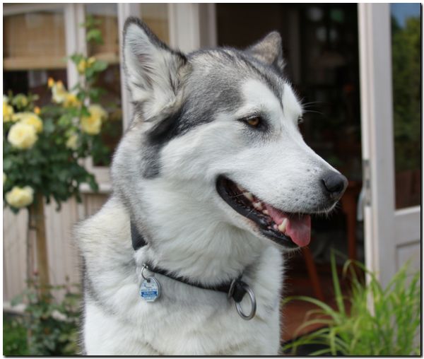 Sheena 6-2010 081.jpg